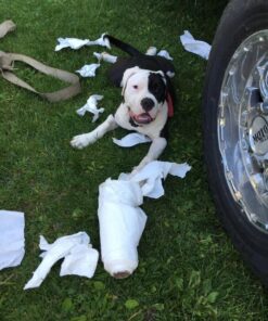 Don Sullivan Perfect Dog Command Collar with Extra Links and DVD, Large blue 24 71R4i9 sEfL