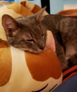 Vintoys Very Soft Cat Big Hugging Pillow Plush Kitten Kitty Stuffed Animals Brown 23.5" 29 71R8SurYmL