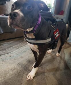 EXPAWLORER Upgraded No Pull Dog Harness with Leash Set - Adjustable Reflective Dog Vest Harness with 3 Drings, Easy Control Handle, Hook and Loop Panel, for Medium Large Dogs Black X-Large 22 71REV5hohNL