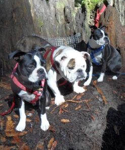 Advantus (Imidacloprid) Chewable Flea Treatment for Large Dogs, 7 Count, 23-110 Pound 36 71RFLqCCaSL