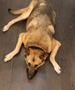 PET N PET Poop Bags Unscented | Dog Poop Bags with Tie Handles | USDA Certified 38% Biobased Dog Waste Bags | Cat Poop Bags | Durable Dog Bags for Poop | Easy Dispensing 200 Counts Poop Bags for Dogs 200 Count (Pack of 1) 36 71RJlUO7m3L