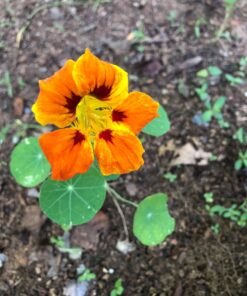 Seed Needs, 350+ Nasturtium Seeds for Planting - Jewel Mixture (Tropaeolum nanum) Non-GMO, Easy to Grow Mix, Attracts Pollinators - Bulk Bulk Pack (350 Seeds) 50 71RLaFlcFLL