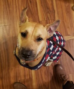 Blueberry Pet Chic Argyle All Over Dog Sweater in Navy Blue, Back Length 20", Pack of 1 Clothes for Dogs 20 inch (Pack of 1) Argyle Navy Blue 21 71RM7csKJFL 1