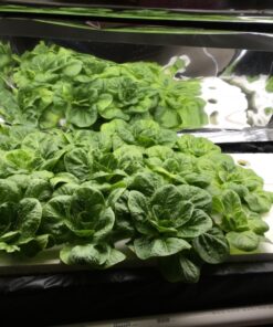 Organic Lettuce Seeds, APPR. 1,100, Parris Island Romaine Lettuce, Heirloom Vegetable Seeds, Certified Organic, Non GMO, Non Hybrid, USA 15 71RMoo 1BaL