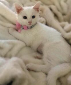 Advantage II Kitten Vet-Recommended Flea Treatment & Prevention | Cats 2-5 lbs. | 2-Month Supply 36 71RNRzSly5L