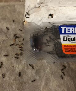 Terro Liquid Ant Killer Baits(6 Bait Stations Net Contents 2.2fl.oz/0.36fl.oz) 24 71RNyf9pM0L
