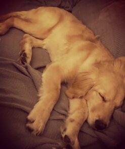 Merrick Grain Free Puppy Chicken Sweet Potato Recipe Dry Dog Food (4 lb) Puppy Real Chicken + Sweet Potato 4 Pound (Pack of 1) 31 71RPRElereL