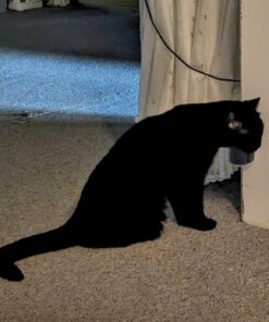 Catit Senses 2.0 Self Grooming Cat Brush and Interactive Cat Toy 25 71RR7Zk12uL