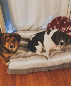 Natural Care Repellent Flea & Tick Collar for Dogs & Puppies, 4 Month Protection, White 21 71RRfeeuZFL