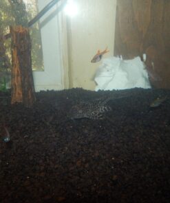 CaribSea Eco-Complete 20-Pound Planted Aquarium, Black 20 POUNDS 25 71RS ve6V1L