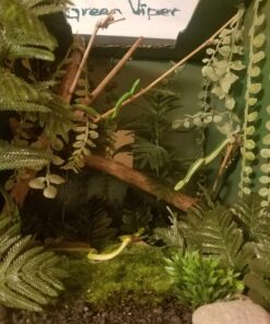 Like Life Snakes 40 71RSHZq4ePL