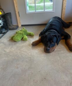 KONG Cozie Ali Alligator XL X-Large Standard Packaging 30 71RTPctvGgL