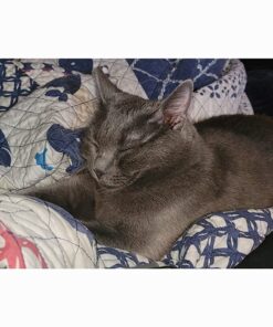 Purina Pro Plan With Probiotics, High Protein Dry Kitten Food, Chicken & Rice Formula - 7 lb. Bag 36 71RUYFf276L