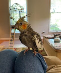 Volkman Avian Science Super Parakeet Bird Food 4lb 4 Pound (Pack of 1) 20 71RV7jachFL