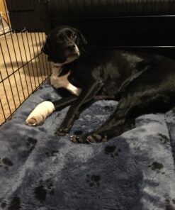 MidWest Homes for Pets Reversible Paw Print Pet Bed in Blue / White, Dog Bed Measures 40L x 26W x 3.5H for Large Dogs, Machine Wash 40.0"L x 26.0"W x 3.5"Th 23 71RVt j4Z6L