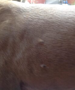 Healing Solutions 10ml Oils - Thuja Essential Oil - 0.33 Fluid Ounces 0.33 Fl Oz (Pack of 1) 26 71RWdNth31L