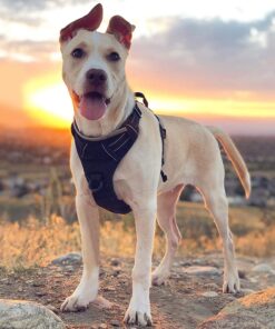 rabbitgoo Dog Harness, No-Pull Pet Harness with 2 Leash Clips, Adjustable Soft Padded Dog Vest, Reflective No-Choke Pet Oxford Vest with Easy Control Handle for Large Dogs, Black, XL X-Large 37 71RXfhuJp4L