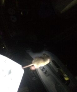 Tomcat Glue Boards (Captures Mice and Other Household Pests, Eugenol Formula, 4-Pack) 35 71Rb0qGp cL