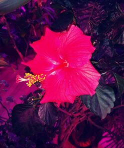 50,000 Live Neoseiulus Amblyseius Cucumeris - Guaranteed Live Delivery! 10 71RdI6GVoaL