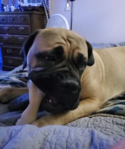 Nylabone Power Chew Knuckle Bone Big Dog Chew Toy Knuckle Chicken XX-Large/Monster (1 Count) XX-Large/Monster (1 Count) Natural 34 71RdegBAFgL