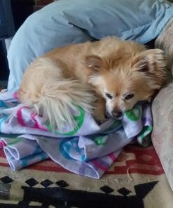 Dingo Tartar And Breath Dental Sticks For All Dogs, 48-Count 48 Count (Pack of 1) 33 71Rf66OzcwL