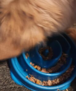 Outward Hound Fun Feeder Slo Bowl, Slow Feeder Dog Bowl, Medium/Mini, Turquoise 25 71RfFGcX1nL 1