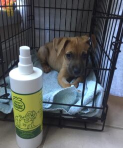 Grannick's Bitter Apple for Dogs Spray Bottle, 16 Ounces, Golds & Yellows (1116AT) 16 Ounces (Pack of 1) 43 71RfjvaioEL