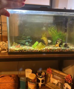 Aqueon Aquarium Algae Cleaning Magnets Glass/Acrylic, Small, Black 34 71Riu9pnfwL