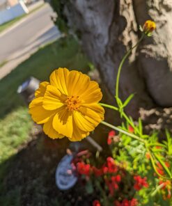 Big Pack - Cosmos USA Mix (8,000+) Flower Seeds By MySeeds.Co (Big Pack - Cosmos Mix) 41 71RjRl2ZYZL