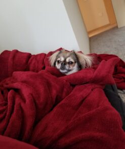 Sunbeam Royal Luxe Cabernet Heated Personal Throw / Blanket, Cozy-Warm, Adjustable Heat Settings 29 71RkNhGiLmL