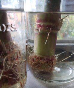 General Hydroponics RapidStart, Plant Food, 1-0.5-1, 275 mL. 31 71Rm2tikIYL