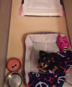 IRIS USA Small Pet Training Pad Holder, Dark Gray 17"x17" 49 71RmOGCWLUL