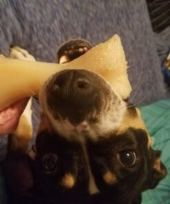 Nylabone Power Chew Knuckle Bone Big Dog Chew Toy Knuckle Chicken XX-Large/Monster (1 Count) XX-Large/Monster (1 Count) Natural 32 71RoV1vNdOL