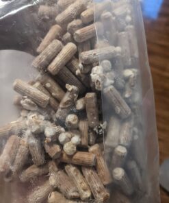 100 Shiitake 100 Mushroom Plug Spawn Edible Mycelium Plugs 39 71RoiNolw9L