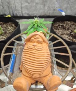 Chia Pet Gnome with Seed Pack, Decorative Pottery Planter, Easy to Do and Fun to Grow, Novelty Gift, Perfect for Any Occasion 19 71RsNLKKhIL