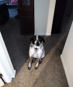 Nylabone Natural Nubz Edible Dog Chews, 22 Count 22 Pack Large - 30+ lbs. 16 71RtjPn85FL