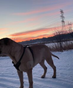 rabbitgoo Dog Harness, No-Pull Pet Harness with 2 Leash Clips, Adjustable Soft Padded Dog Vest, Reflective No-Choke Pet Oxford Vest with Easy Control Handle for Large Dogs, Black, XL X-Large 45 71RwkHGy28L