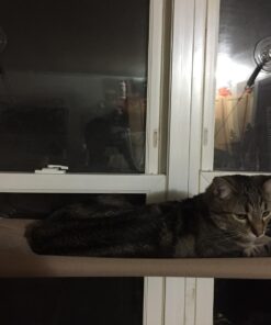Oster Sunny Seat Window-Mounted Cat Bed, 50 Pounds 36 71RxYnxIvvL