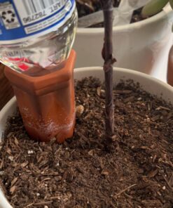 REMIAWY Plant Watering Devices 6 Pack Terracotta Vacation Plant Waterer Wine Bottle Watering Stakes Slow Release Plant Watering Spikes Perfect Self Watering Devices for Indoor Outdoor Plants 33 71S PFhjnCL