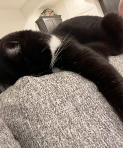 Purina Fancy Feast Grilled Wet Cat Food Seafood Collection in Wet Cat Food Variety Pack - (24) 3 oz. Cans Seafood Variety Pack - 24 Ct. 3 Ounce (Pack of 24) 38 71S e74joL