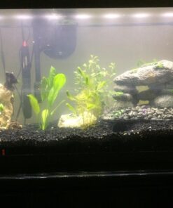 6 Plant Species Live Aquatic Plants Package - Microsorum Java Fern, Amazon, Moneywort and More! 54 71S1IkocjKL