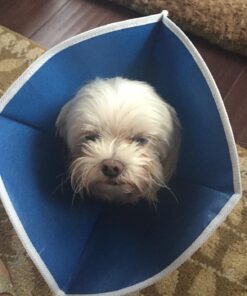 Glandex Anal Gland Soft Chew Treats with Pumpkin for Dogs Digestive Enzymes, Probiotics Fiber Supplement for Dogs Boot The Scoot (Peanut Butter Chews, 30ct) Peanut Butter Chews 41 71S2WqXAC4L