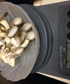 Organic Blue Oyster Mushroom Growing Kit 40 71S2r3GXwCL