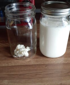 Live Milk Kefir Grains - Live Probiotic Culture Mr. and Mrs. Kefir Instructions 25 71S3fsUPpWL