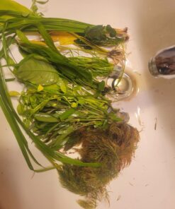 Florida 10 Species Live Aquarium Plants Bundle 50 71S4qLmZZIL