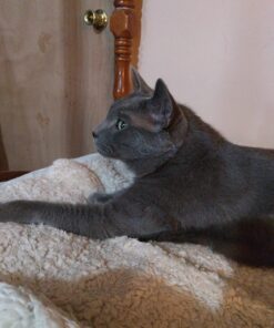 Meow Mix Bistro Recipes Dry Cat Food, Rotisserie Chicken Flavor, 12 Pound Bag 12 Pound (Pack of 1) 38 71S5UVJ0eQL