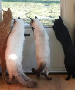 Advantage II Small Cat Vet-Recommended Flea Treatment & Prevention | Cats 5-9 lbs. | 6-Month Supply 6 Pack Small Cat only 35 71S7Ss0 6VL