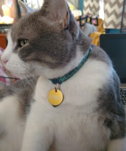 Petmate Aspen Pet Breakaway Fashion Collar, 3/8" x 8-12", Sub Geo Blue 3/8" x 8-12" 25 71S8bJ cObL