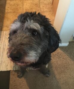 DogFresh Moisturizing Oatmeal & Baking Soda Spray, Dog Itching Skin Relief, Natural Cleansing & Deodorizing Spray, Dog Leave in Conditioner for Dry Itchy Skin, Suitable for Puppies (17oz) 27 71S9DJxkuYL