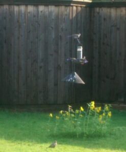 More Birds Songbird Vintage Bird Feeder, Sunflower and Thistle Feeder, 4 Feeding Ports, 1.5 lb Seed Capacity Vintage Glass 17 71SBMyvvrRL